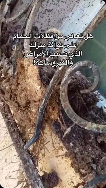 فضلات الحمام على نافذة منزل
